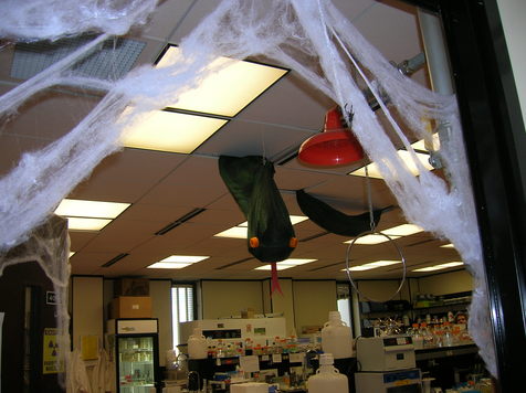The Stratmann Lab at Halloween